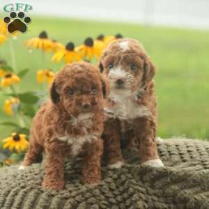Willow, Toy Poodle Puppy